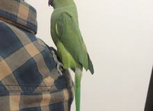 hand tamed Parrort for sale he’s 8 months old hand tamed Parrort for sale he’s 8 months old