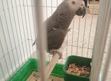 ببغاء زنجباري مروض ببغاء زنجباري مروض