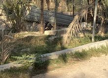 كلب جيرمن للبيع العمر 9اشهر كلب جيرمن للبيع العمر 9اشهر
