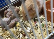 Hamster.de in Riyadh