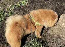chow chow for sale