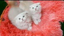 سكوتش فولد ذكر وانثى عمر 67 يوم scotch fold male and female 67days سكوتش فولد ذكر وانثى عمر 67 يوم scotch fold male and female 67days