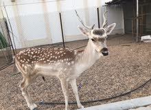 Fallow Deer Fallow Deer
