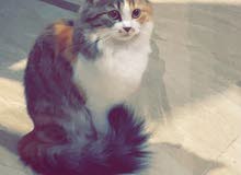 قطط شيرازي قطط شيرازي