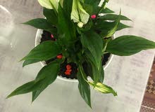indoor plant peace lilly indoor plant peace lilly