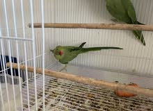 Indian ringneck parrot pair 2.5 year old with big cage and stand for sale Indian ringneck parrot pair 2.5 year old with big cage and stand for sale