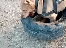 كلب بتبول اصلي كلب بتبول اصلي