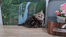 5000dhs fixed marble scottish straight pure breed 5000dhs fixed marble scottish straight pure breed