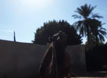جمل ربي يبارك فحل جمل ربي يبارك فحل