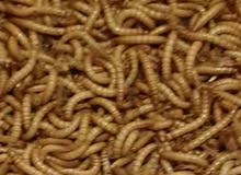 ميل ورم حي و سوبر ورم حي نوعية ممتازه حجم كبير ميل ورم حي و سوبر ورم حي نوعية ممتازه حجم كبير