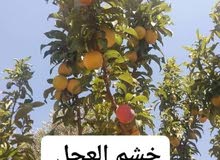 مشاتل الرويال لزراعه ومتابعه الاشجار