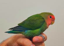 LOVE bird حجم جامبو LOVE bird حجم جامبو