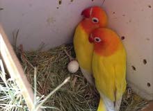 مطلوب زوج غندوره مشروطات مطلوب زوج غندوره مشروطات