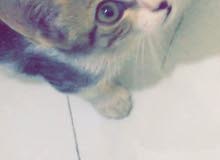 قطه للتبني قطه للتبني