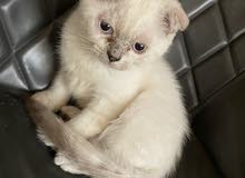 Scottish fold kitten Scottish fold kitten