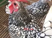 اطقم دجاج للبيع اطقم دجاج للبيع