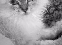 قطة هملايا للبيع-hemilaya cat قطة هملايا للبيع-hemilaya cat