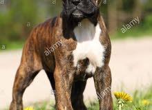 boxer male dog avilible 3 month 7500 boxer male dog avilible 3 month 7500