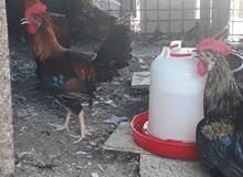 Omani male chicken Omani male chicken