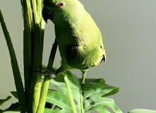 طير دره طير دره