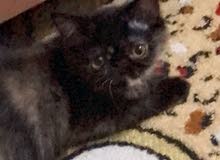 قطه بيرشن بكي فيس قطه بيرشن بكي فيس