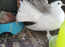حمام عرايس للبيع حمام عرايس للبيع