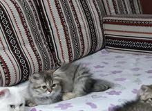 Himalayan and Persian kittens
