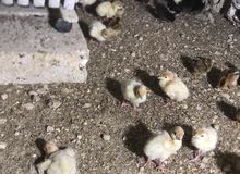 جاج معو صيصان 2 كل وحده معه 15 صوص وحبشه معها 20 صوص كله بلدي