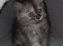قطط للبيع وللتبني قطط صغيرة قطط شيرازي قطط فرعونية اسعار قطط في المدينة