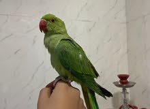ببغاء الدره