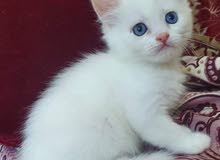 kitten for sale kitten for sale