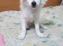 Griffon dog for sale Griffon dog for sale