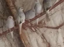 حمام ماسي مخاليف صحه ونضافه الجوز 20 دينار من اجود الحمام يسهل الترباي واكله خفيف جدا وغير مكلف