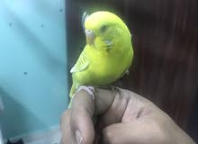 hand tamed budgie hand tamed budgie