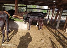 للبيع عجل وبقر محلي للبيع عجل وبقر محلي