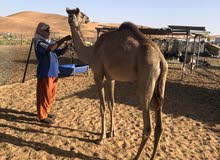 قعود سمين تبارك الله العمر 10 شهور قعود سمين تبارك الله العمر 10 شهور