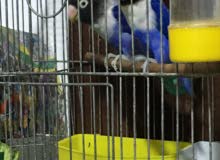 موقع 1 لبيع الطيور في عمان افضل انواع الطيور بائعيين موثوقين ارخص الاسعار