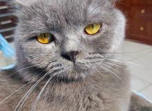 PURE BRITISH SHORT HAIR (MATING ONLY) / STUD PURE BRITISH SHORT HAIR (MATING ONLY) / STUD