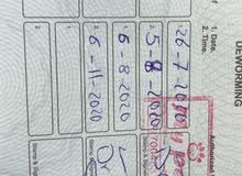 قطط شيرازي الاصل قطط شيرازي الاصل