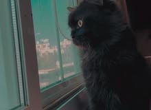 cat for sale قط للبيع cat for sale قط للبيع