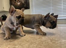 FRENCH BULLDOG PUPPY FOR SALE