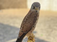 صقر شرياص للبيع ‎small falcon