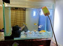 Fish tank with set