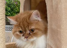 Persian cat short legs male قط بيكي فيس مستوى عالي Persian cat short legs male قط بيكي فيس مستوى عالي