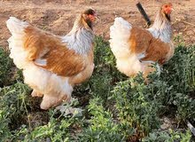 دجاج البراهما الاصيل