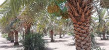 رطب محلي طازج رطب محلي طازج