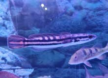 1 snake head, 2red oscars and 1albino oscar 1 snake head, 2red oscars and 1albino oscar