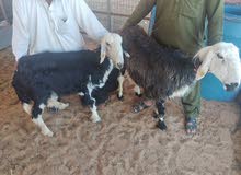 خرفان للبيع خرفان للبيع