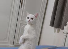 قطة للبيع قطة للبيع