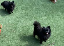 Black Pomeranian